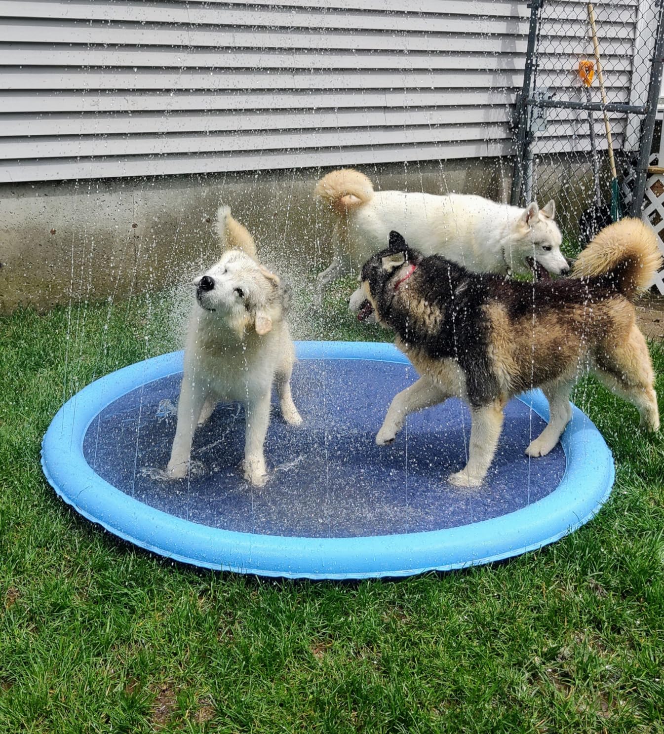 Dog Pool Splash Pad