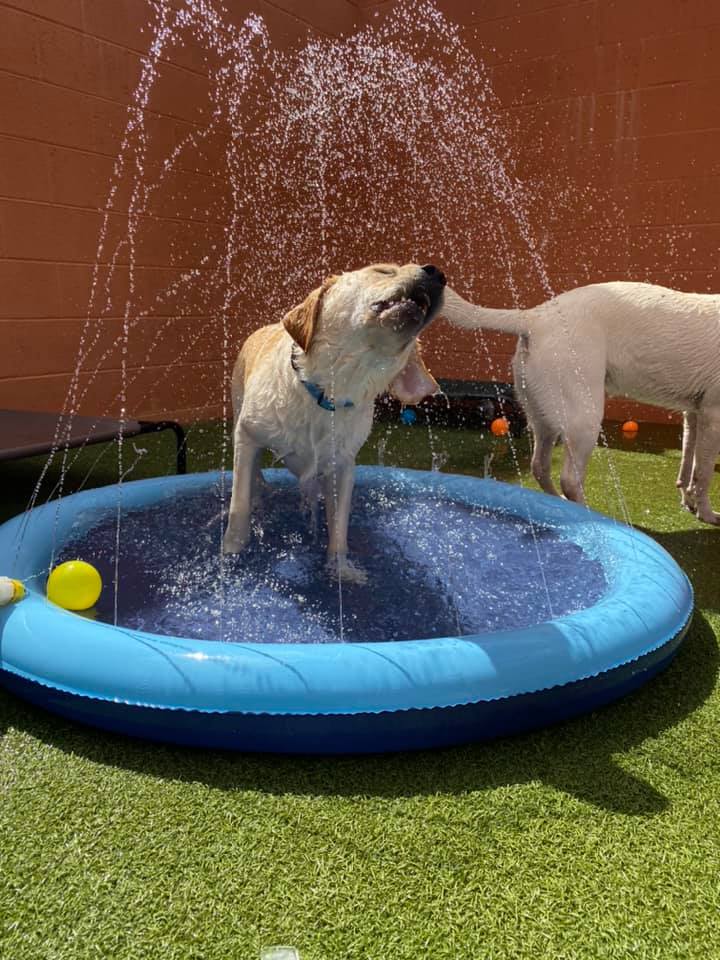 Dog Pool Splash Pad