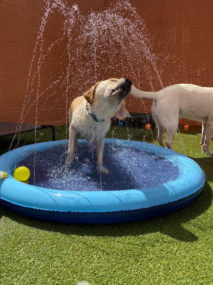 Dog Pool Splash Pad